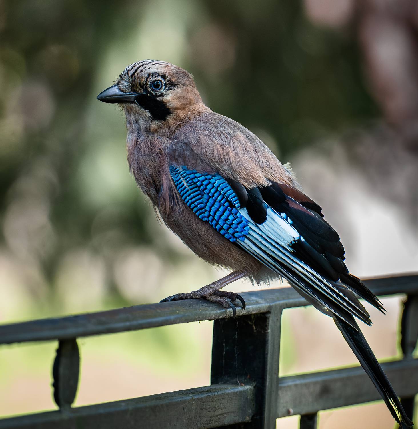 , Курлянцев Алексей