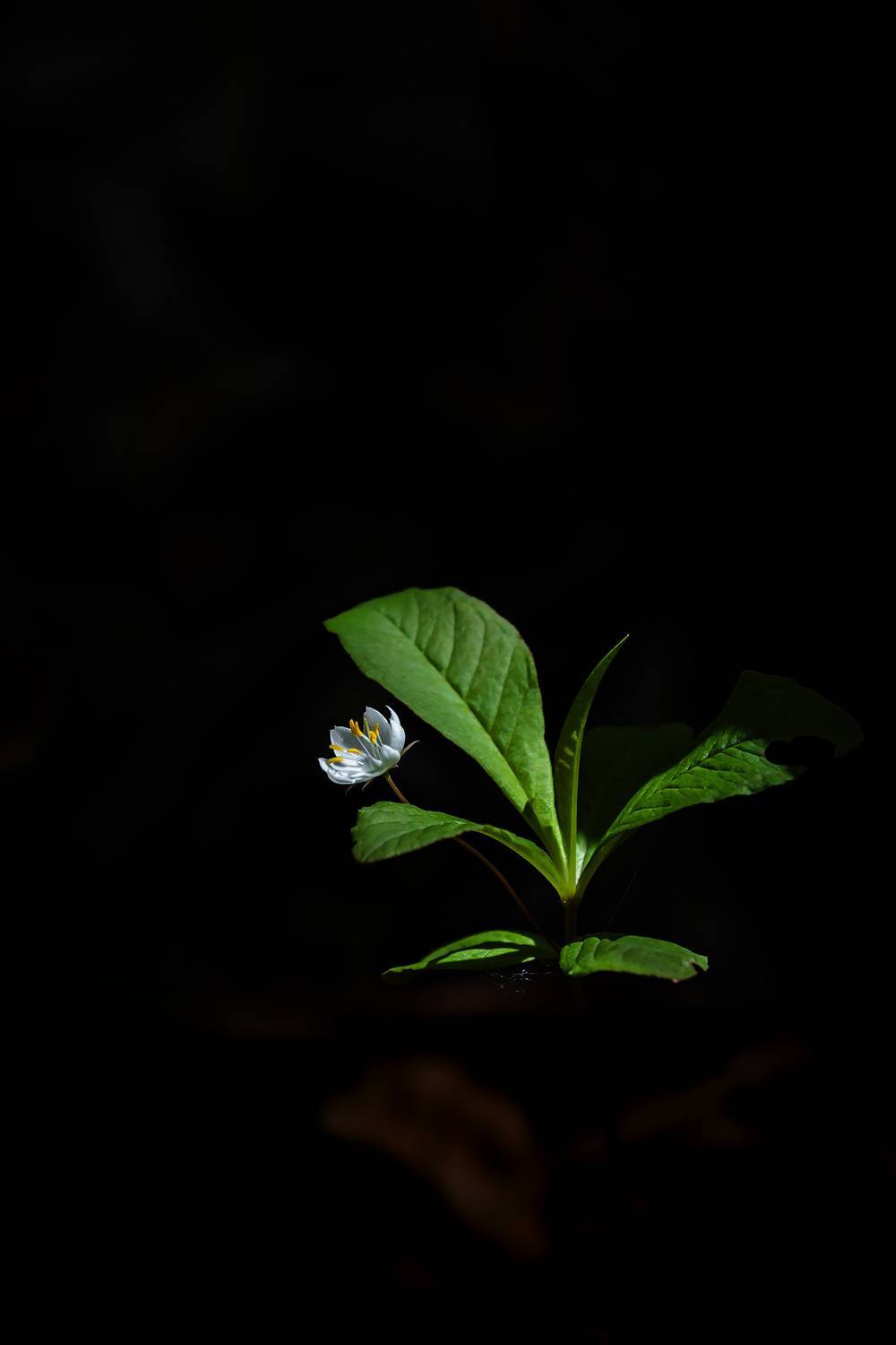 флора, седмичник европейский; trientalis europaea; цветок; трава; лес; камчатка, Уткин Дмитрий