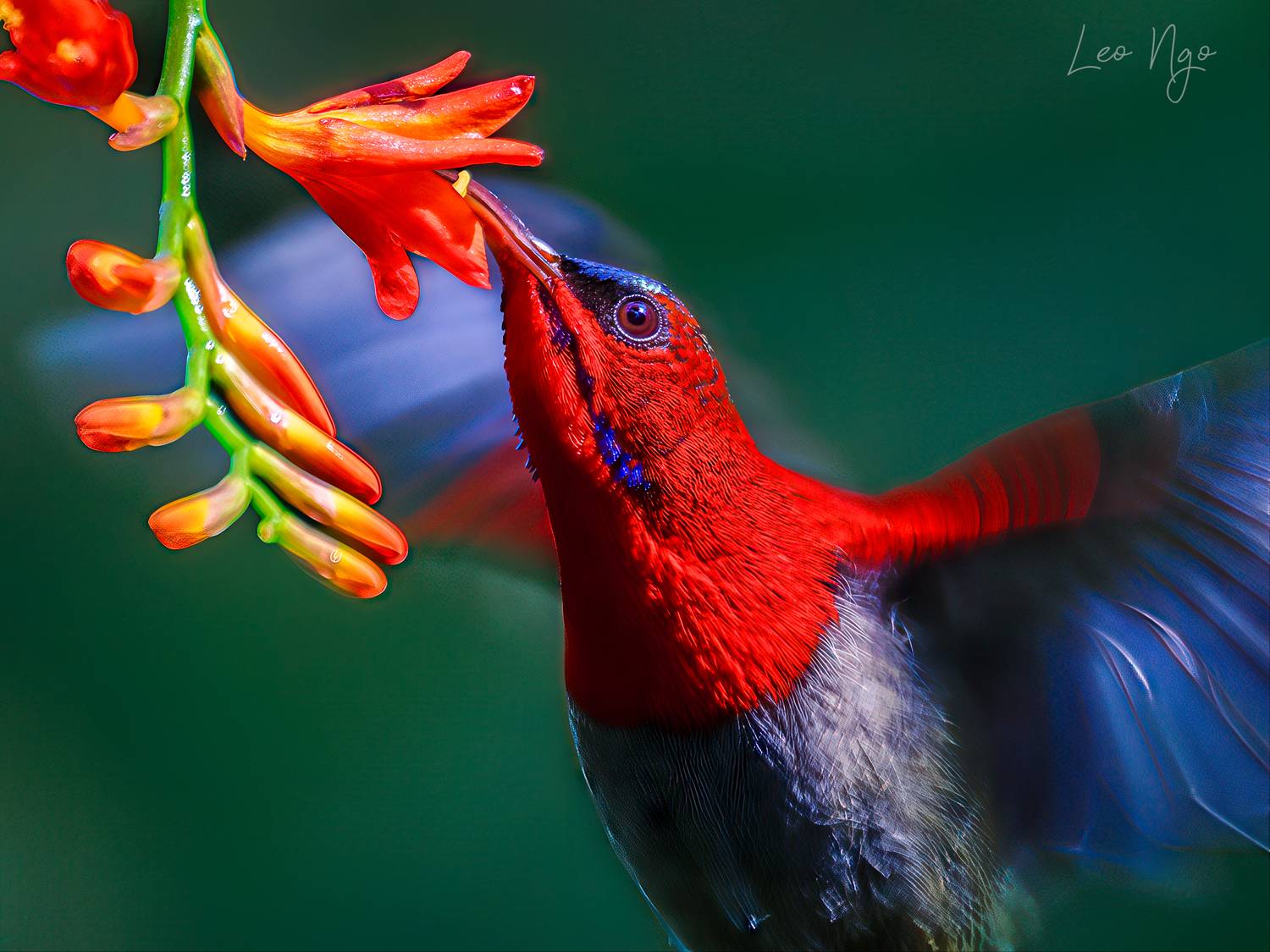 , Ngo Hoang Nguyen - Leo Ngo