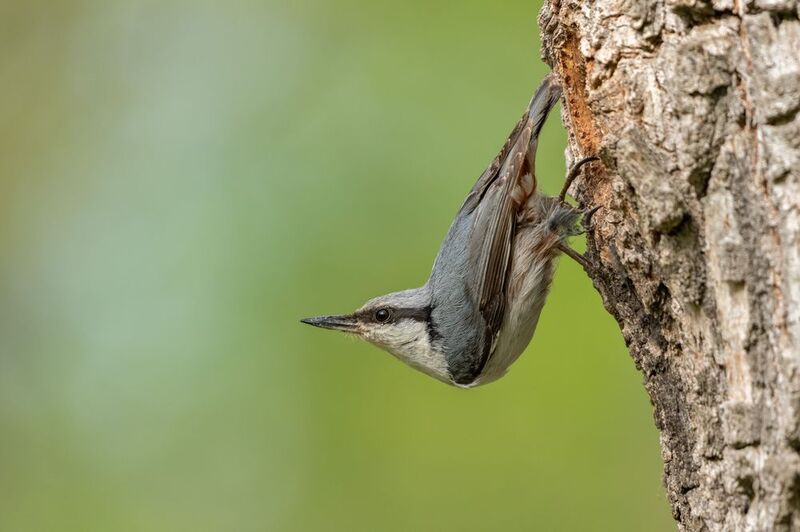 птицы,поползень поползень фото превью