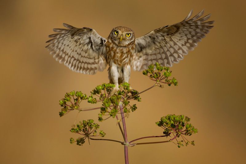 Little owl  фото превью