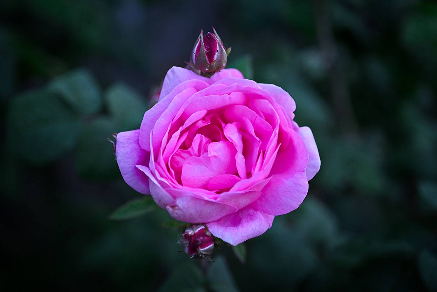 , Калёв Сергей