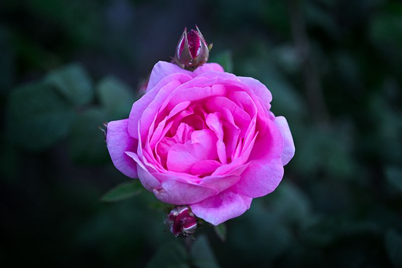 Цвет в ночи фото превью