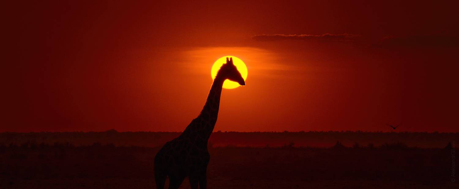 , Гиль Александр