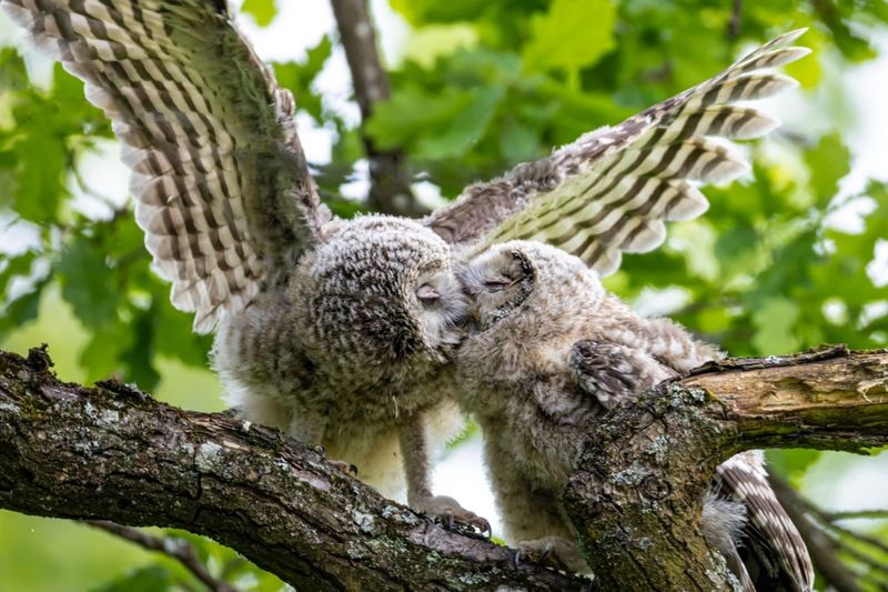 уральская неясыть, длиннохвостая неясыть, совенок, птицы, неясыть Вечерний поцелуй фото превью