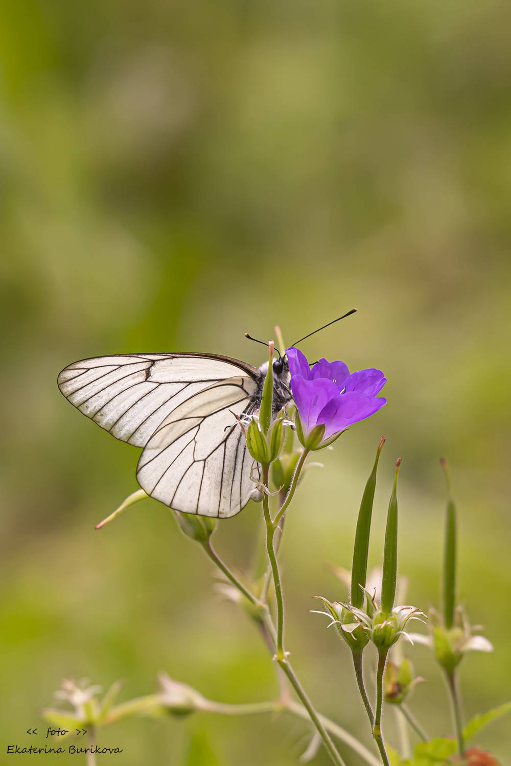 , Бурикова Екатерина