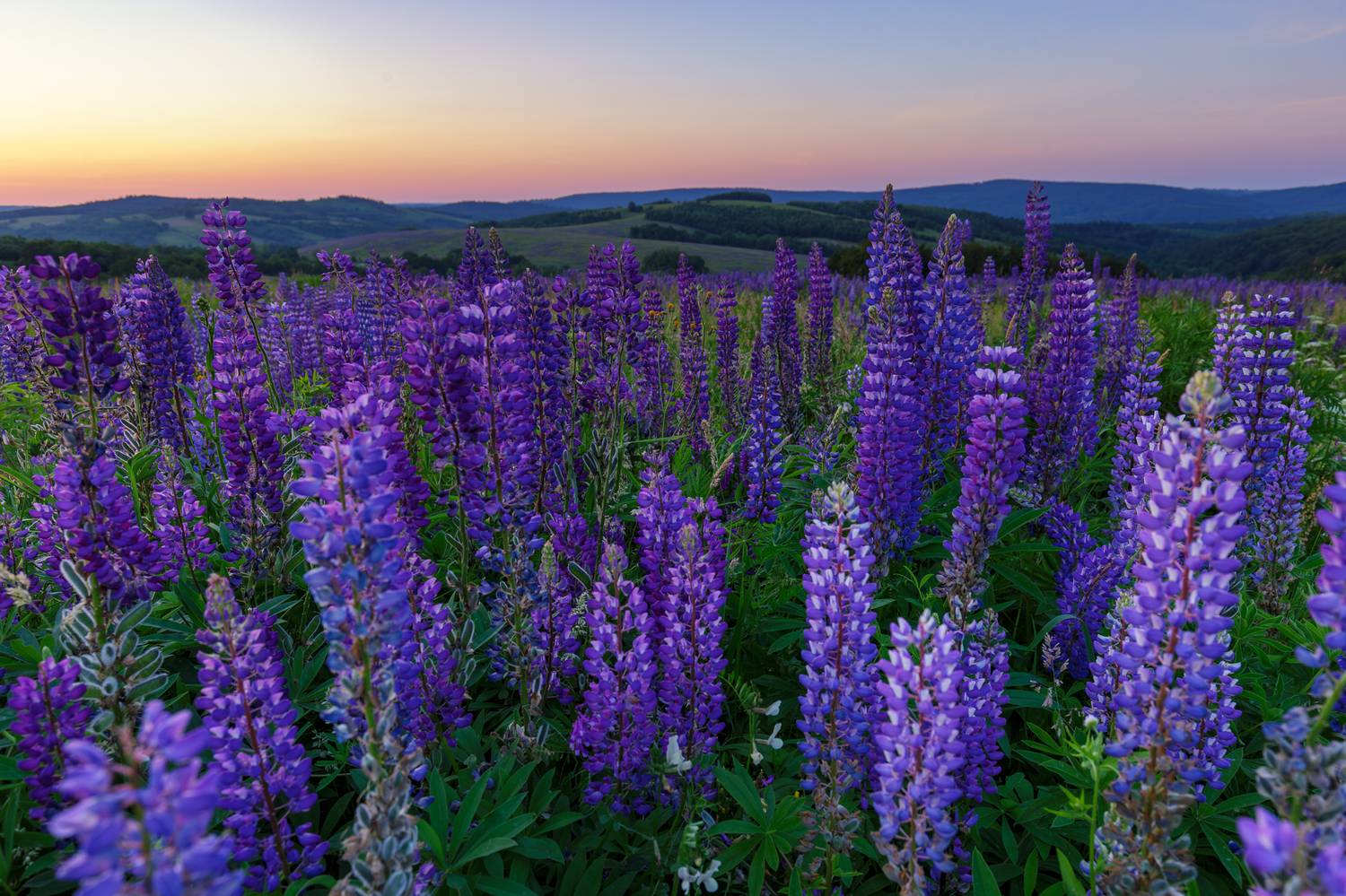 ,  Mirosław Pruchnicki