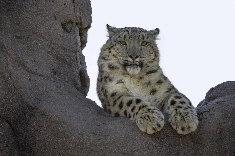 Snow leopard фото превью