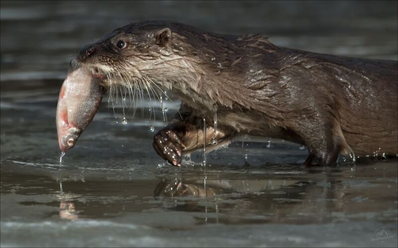 красный бор, фототур в красный бор, беларусь, выдра, otter Рыбачок фото превью