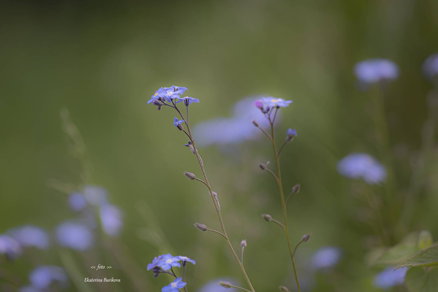 , Бурикова Екатерина