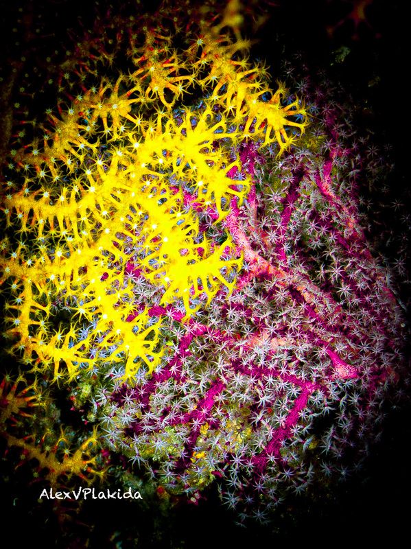 Инь Янь фото превью