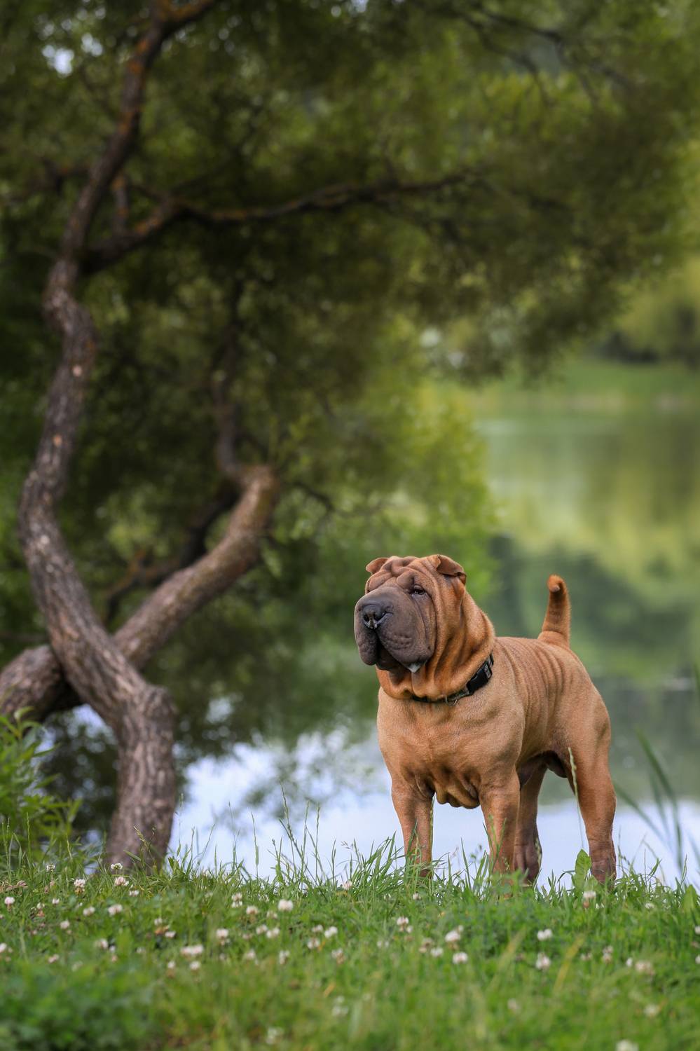 , Андрей Ершов