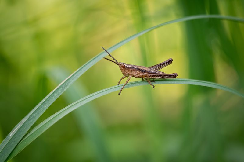 Летняя акварель фото превью
