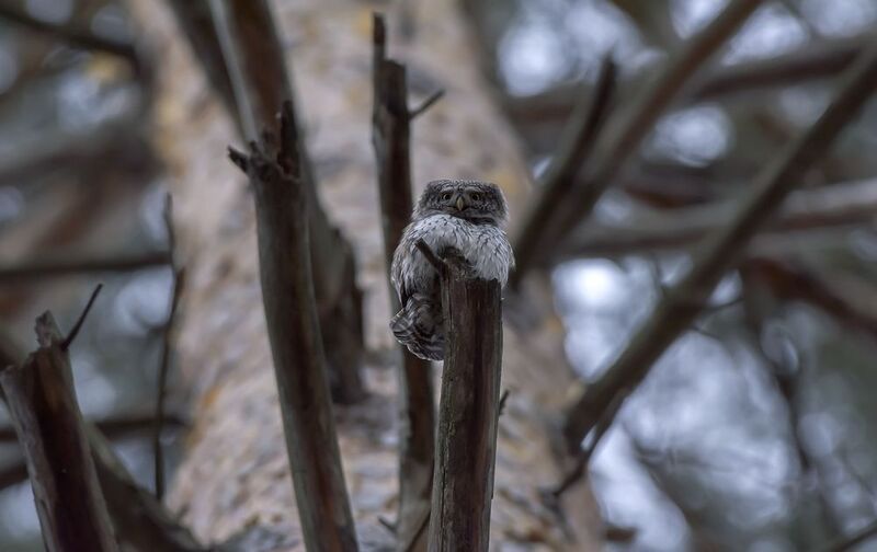 ... фото превью