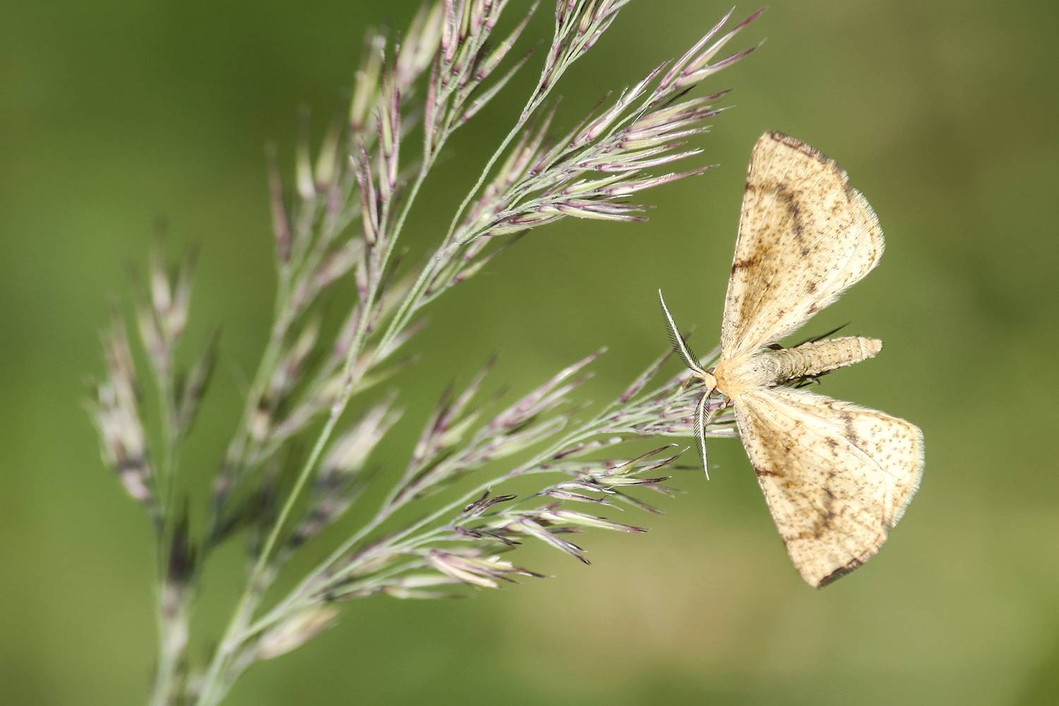 бабочка, пяденица, пяденица дроковая, hypoxystis pluviaria, КарОл