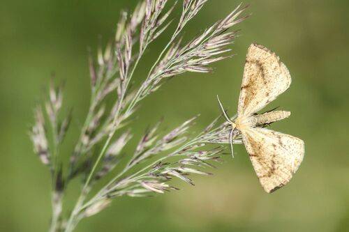 Пяденица дроковая