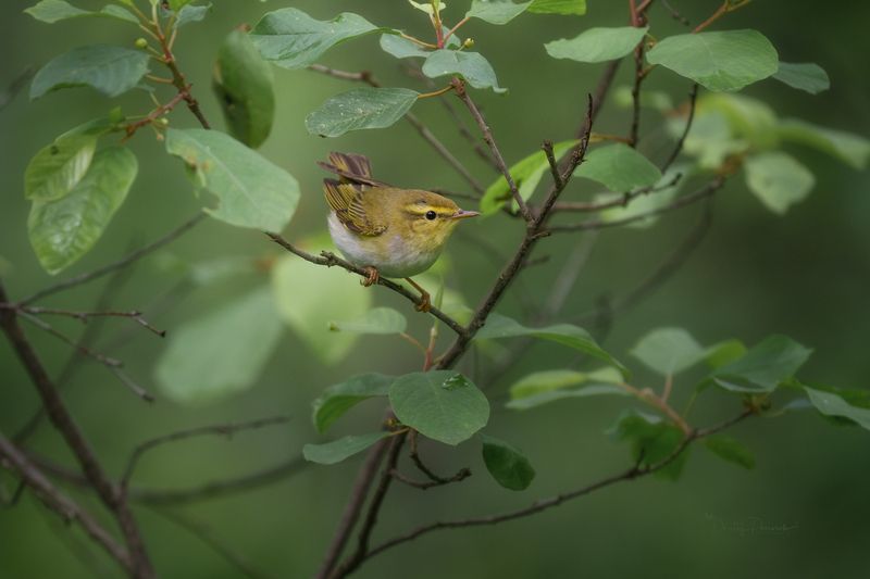 природа, лес, поля, огороды, животные, птицы, макро Обаяшка фото превью