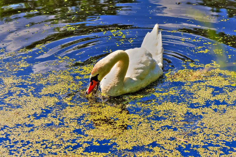 лебеди, лето, птицы, кормовая база, лебединое озеро, лебедь шипун, птенцы, ряска, водоросли, swans, summer, birds, fodder base, swan lake, swan shipun, chicks, duckweed, algae, Лебеди, лето фото превью