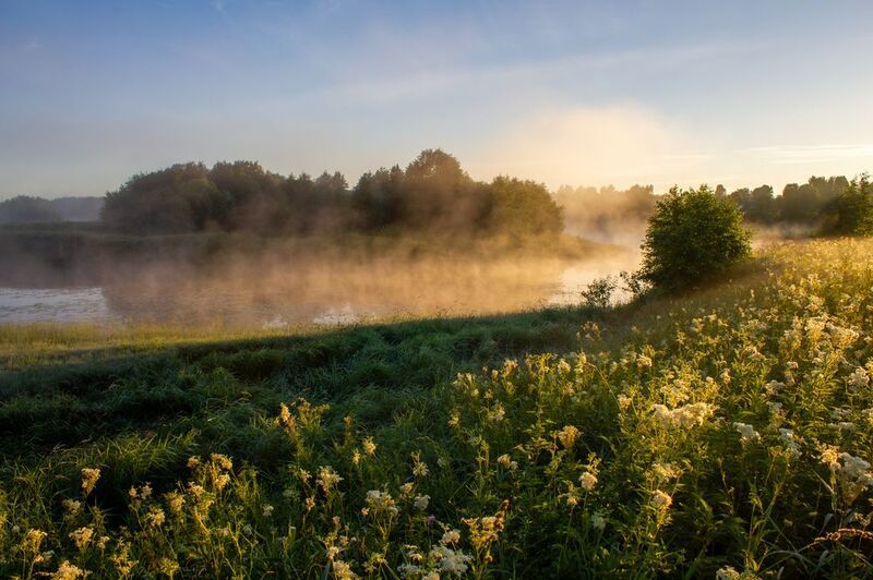 Цветение таволги фото превью