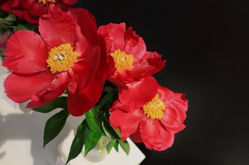 пион,волшебный коралловый,цвкты Волшебный коралловый пион фото превью