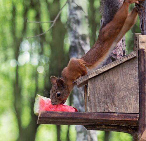 Дары лета! (2 ФОТО)