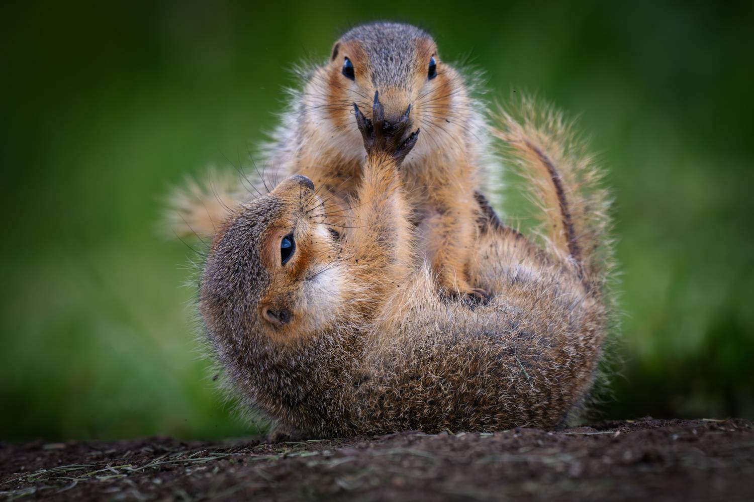 #суслики, Владимир Ежов