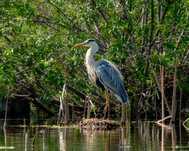 цапля, серая цапля, птицы, птицы сибири, бердвочинг Когда сделала укладку и ждешь прЫнца фото превью