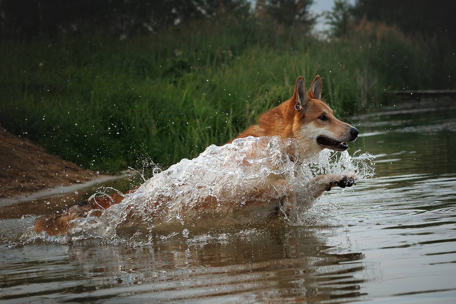 , Елена Самусенкова