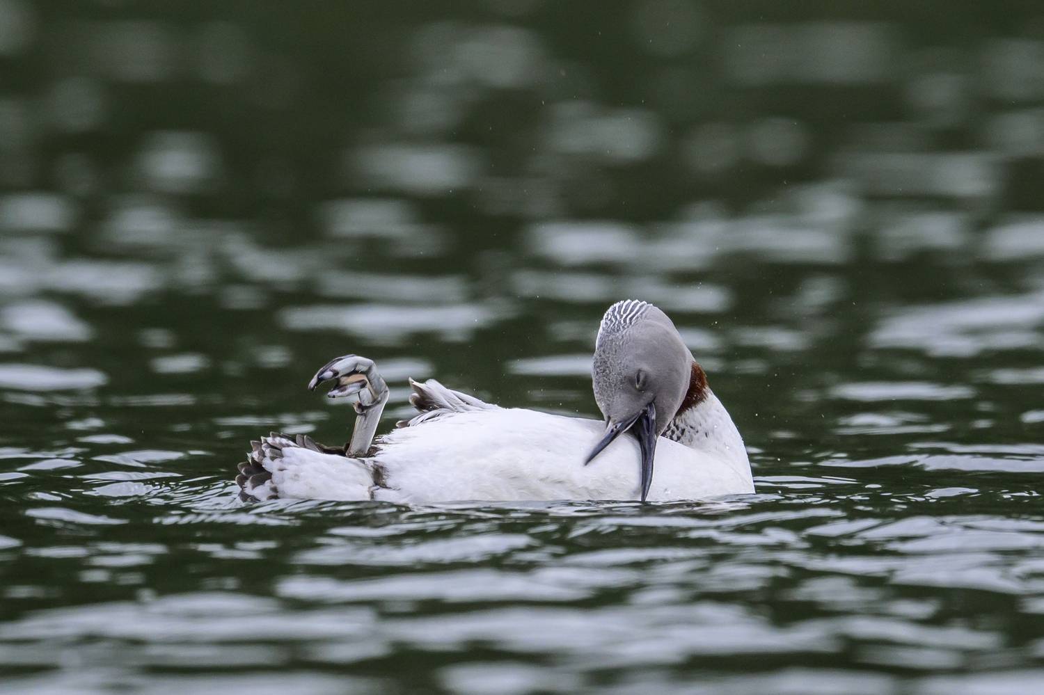 , Пупонин Сергей