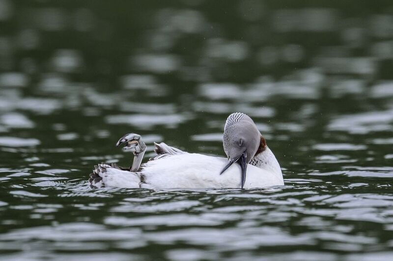 Краснозобая гагара на отдыхе в Москве фото превью