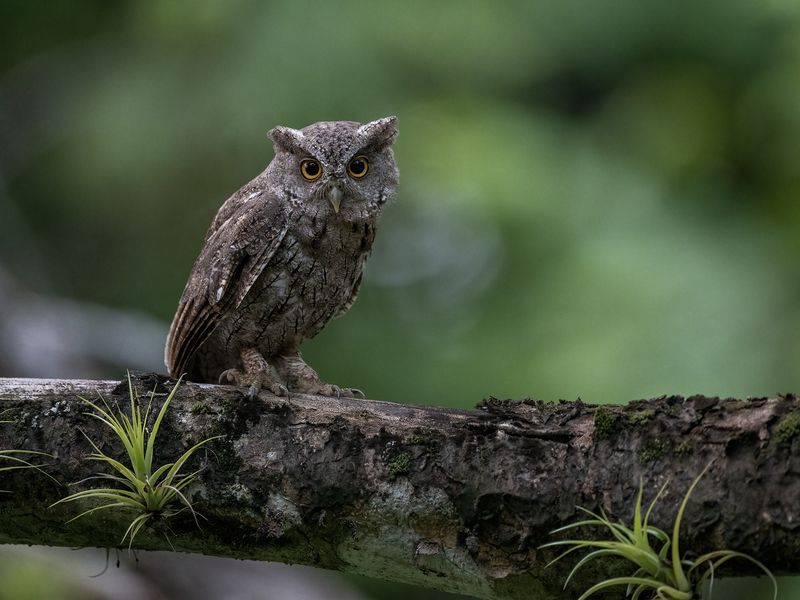 Pacific Screech-Owl фото превью