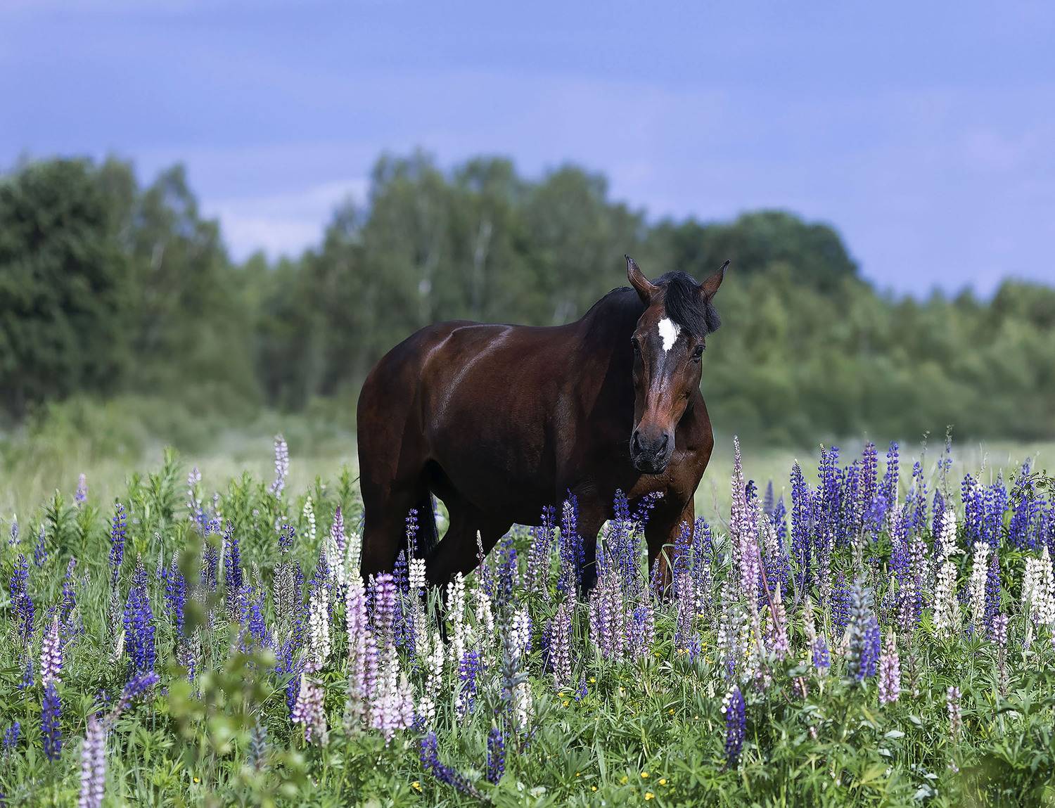 лошадь, люпины, поле, прогулка, природа, horse, flowers, field, nature, Стукалова Юлия