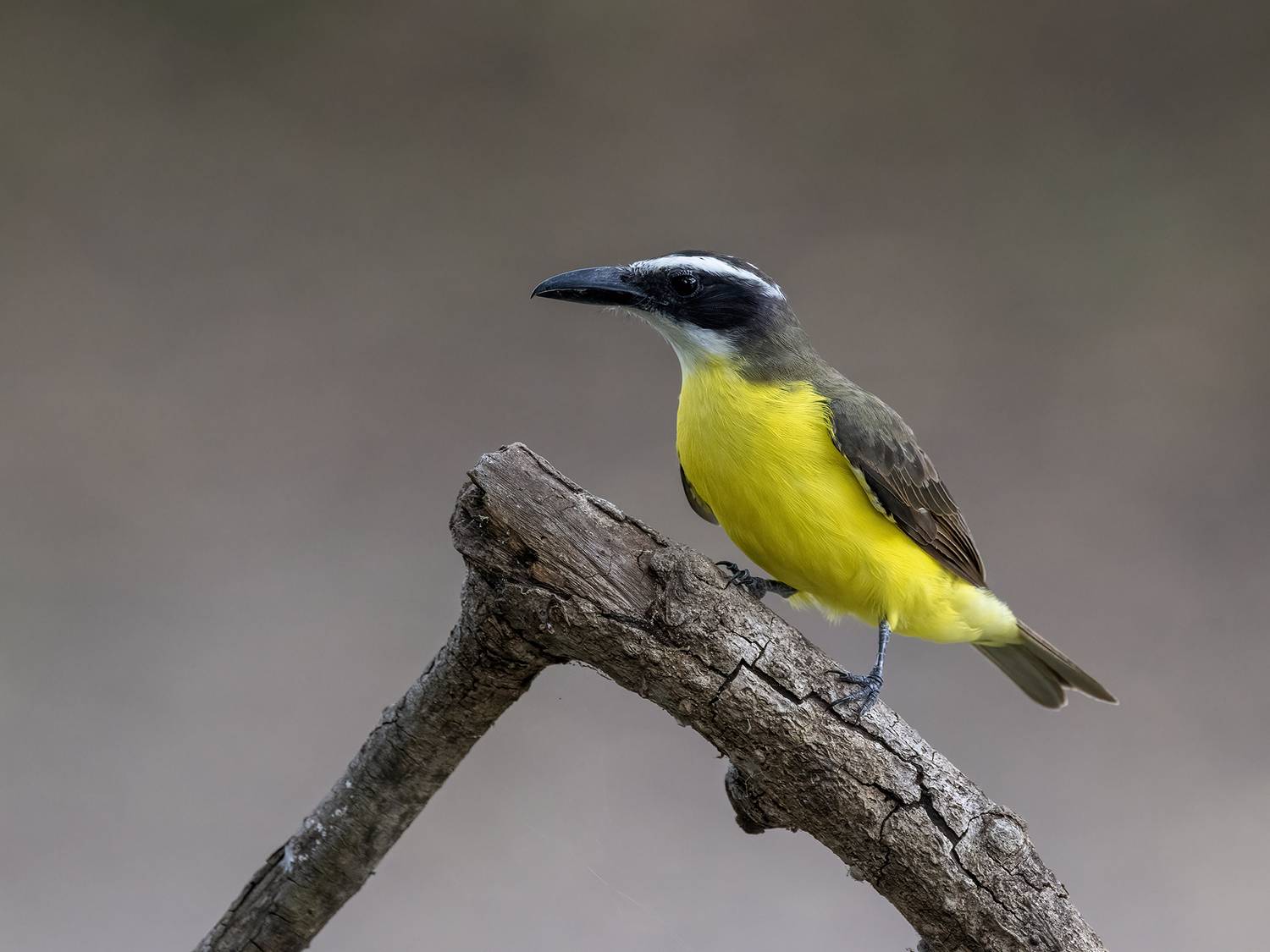 , Fernando Burgalin Sequeira