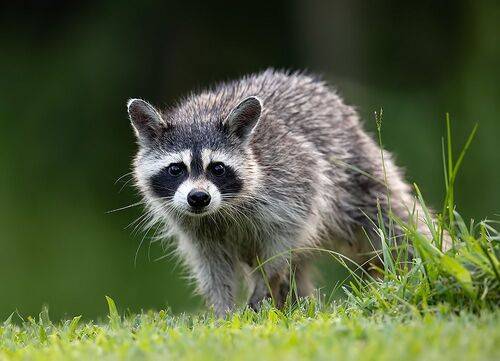 Енот-полоскун -Raccoon