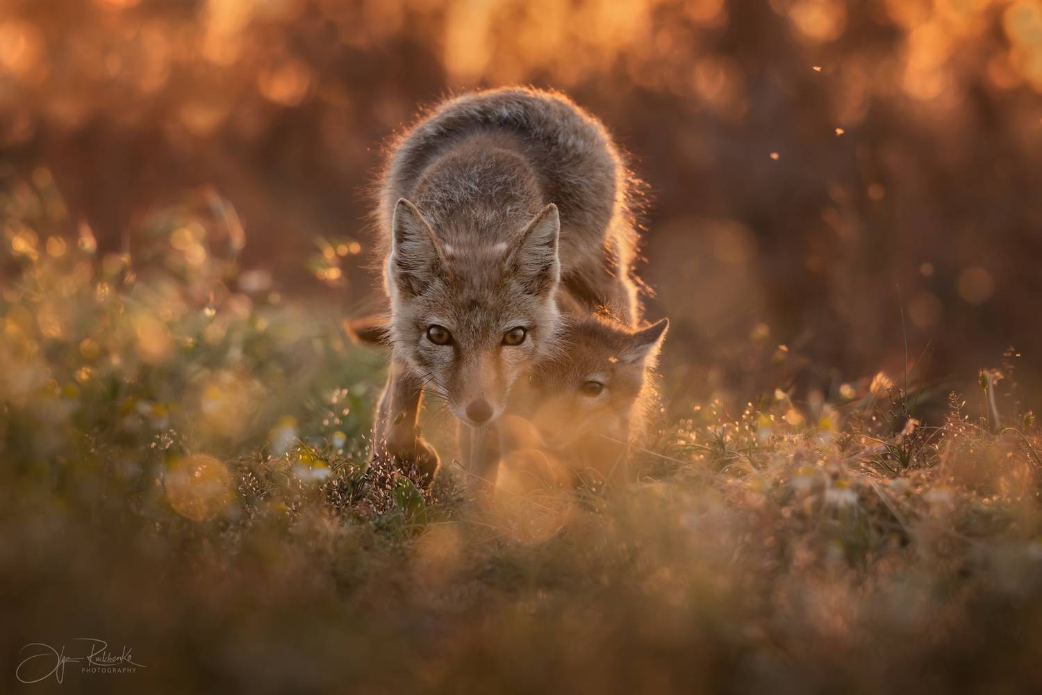 корсак, калмыкия, степная лиса, лиса, лис, лисенок, корсачонок, дикая природа, wildanimals, корсачата, vilpus corsac, corsac, Рудченко Ольга