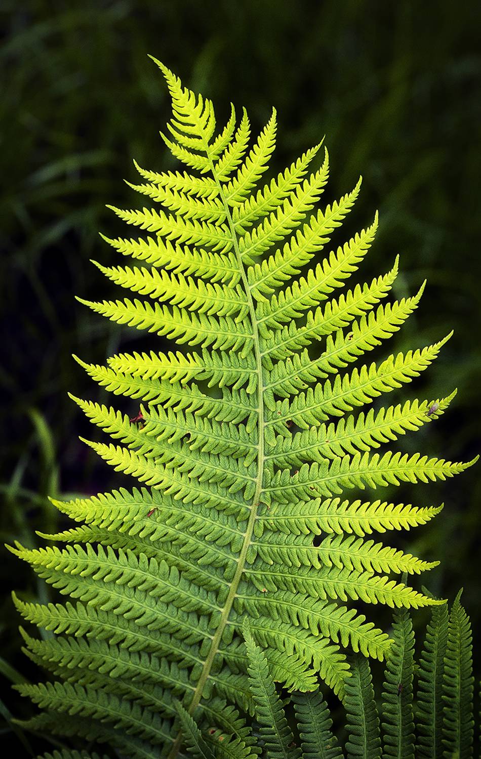 , Сергей Аникин