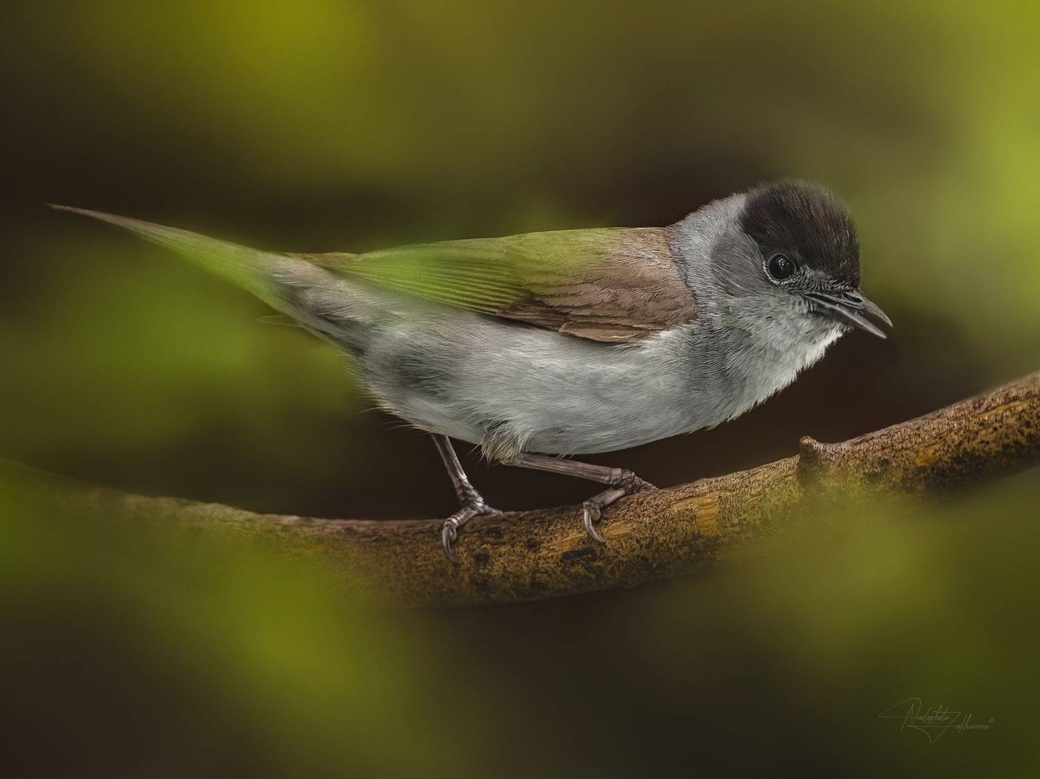 наблюдения за птицами, самец славки черноголовки, славка черноголовка, славка, птицы, портреты птиц, эмоции, лето, время птенцов, птицы на гнездах, лето 2025, Захарова Надежда