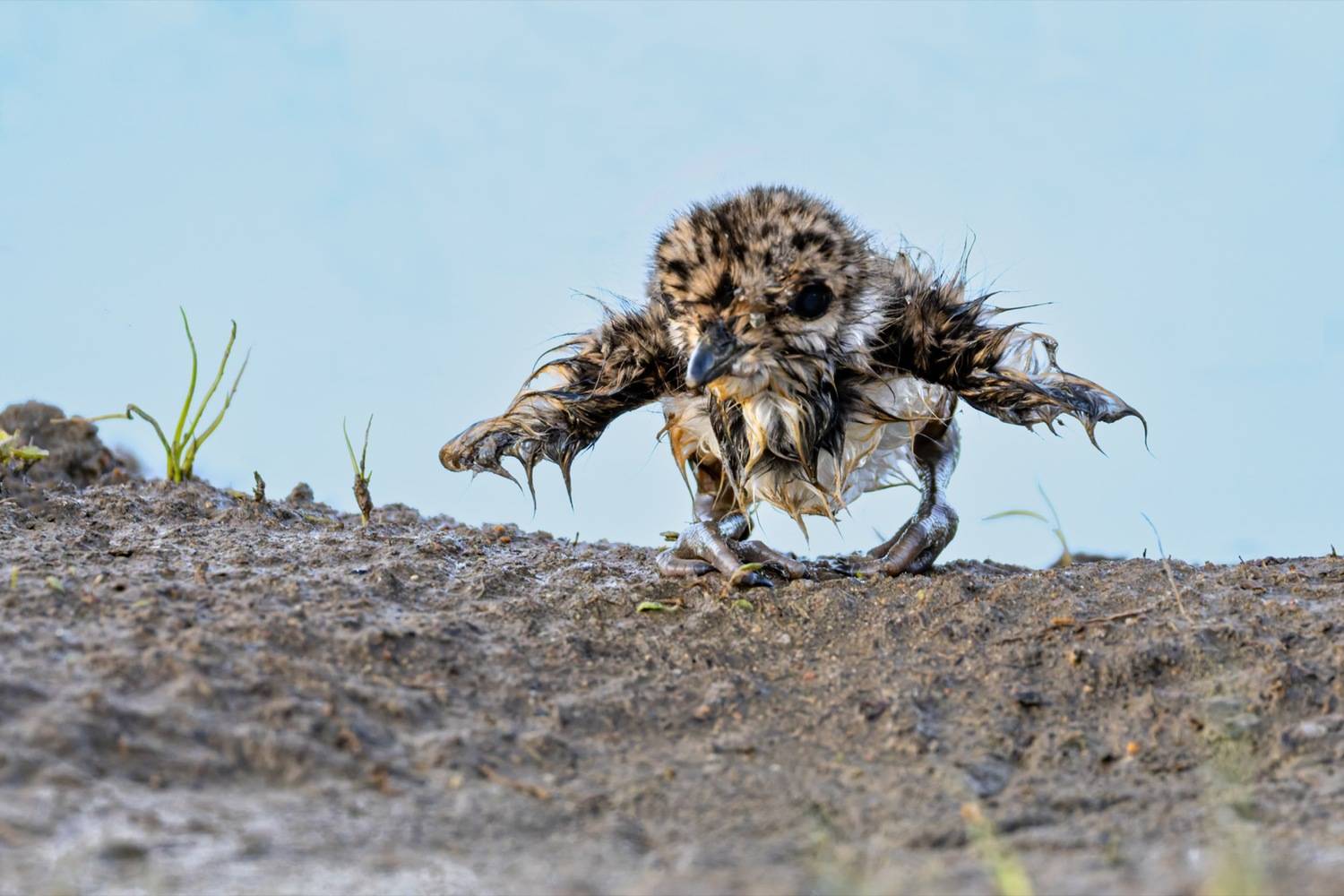 чибисенок, чибис, птицы, птенец, Руслан Pl