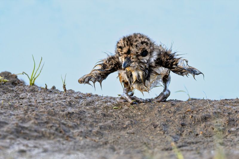 чибисенок, чибис, птицы, птенец Новорожденный чибисенок фото превью