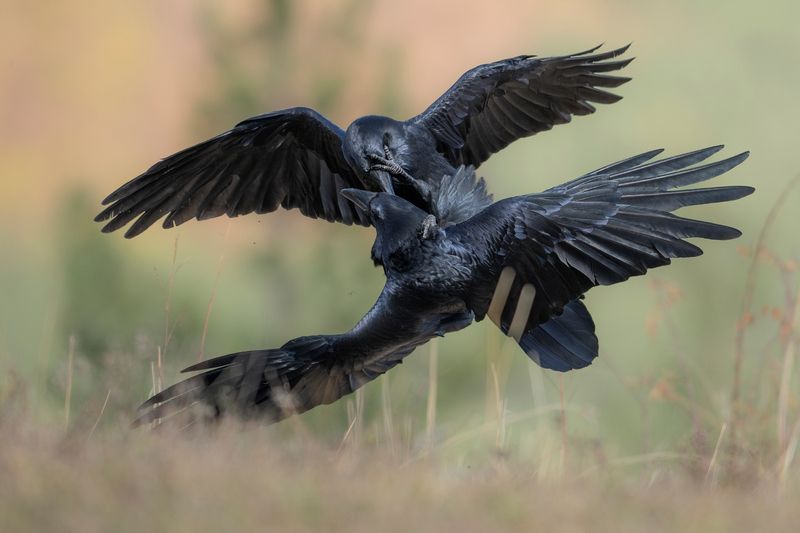 Ворон ворону глаз не выклюет (в конце все живые и здоровые) фото превью