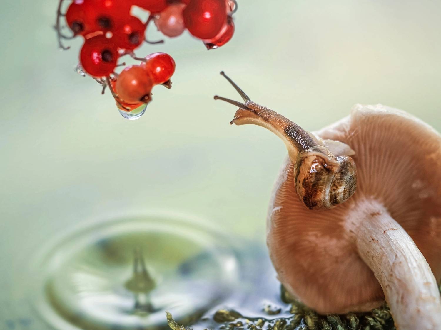 , Лапшина Владлена