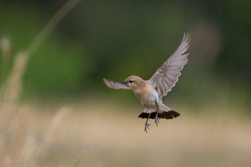 Северная каменка семья - Lens and Feathers фото превью