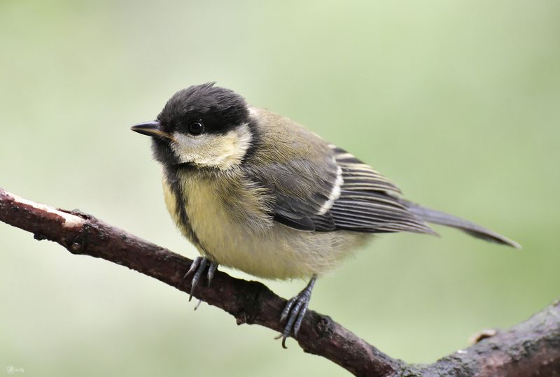 Большая синичка фото превью