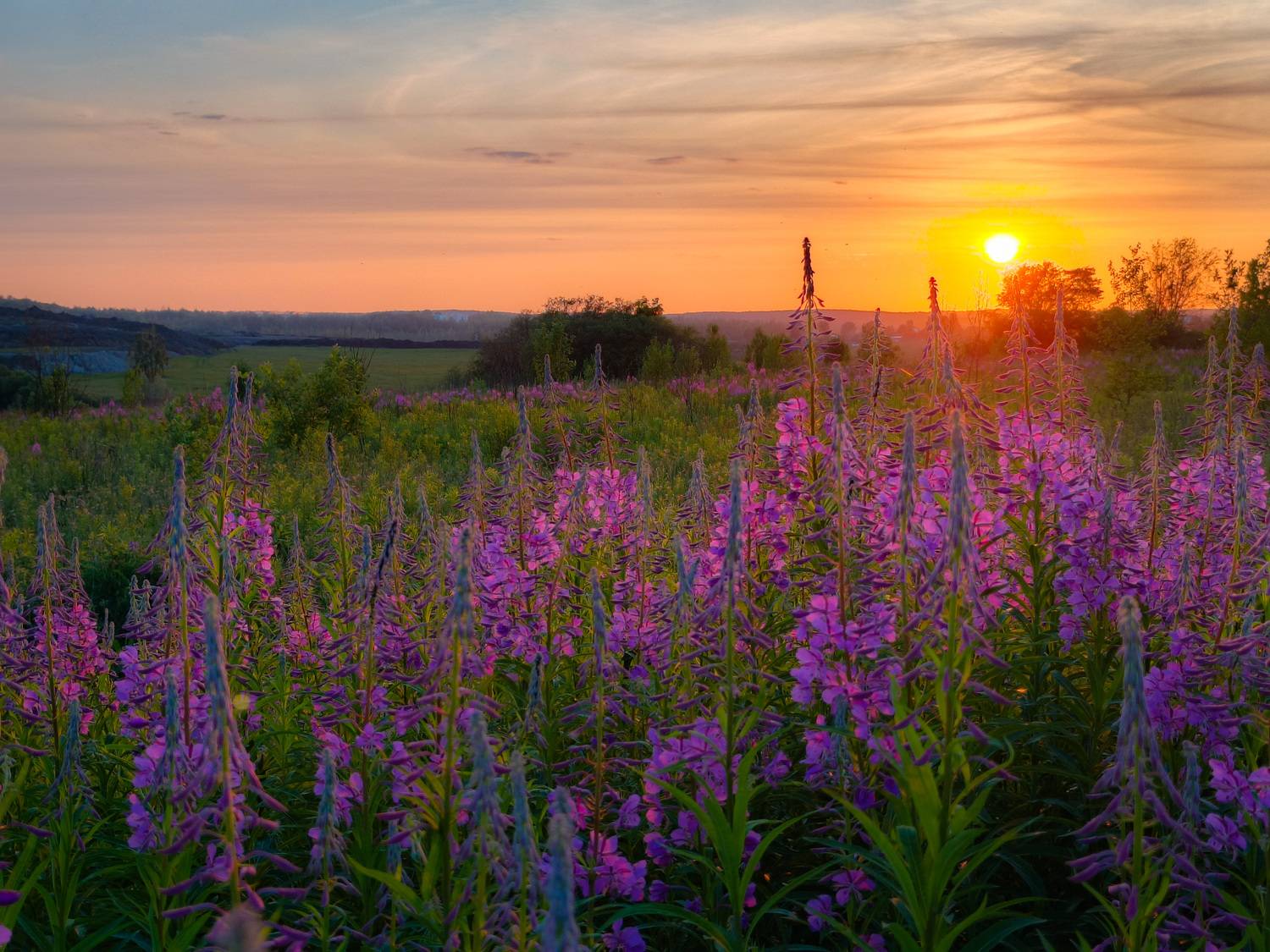 , Кондрашова Светлана