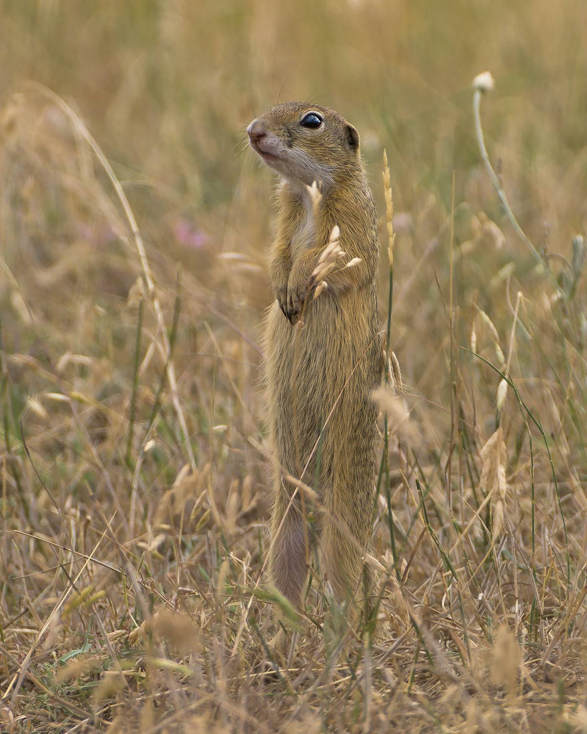 , Евгени Стефанов