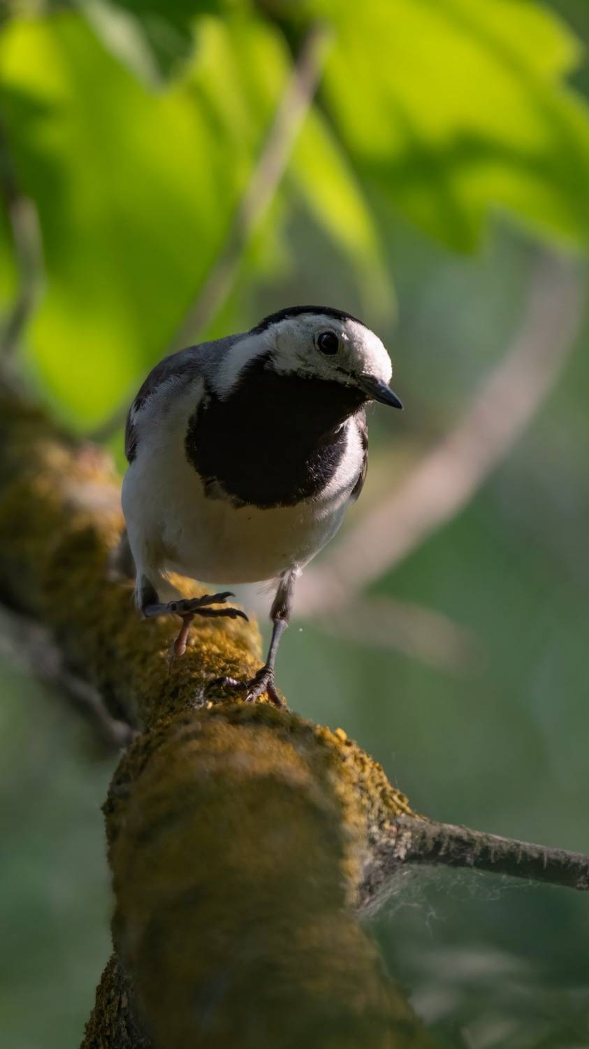 , Ширгин Сергей