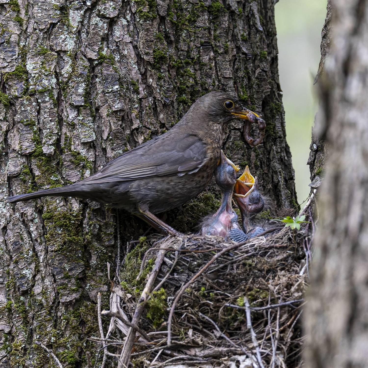 черный дрозд, дрозд, птицы, гнездо, птенцы, птенец, Руслан Pl