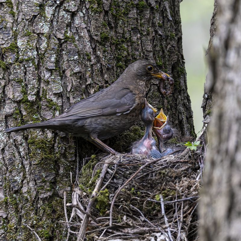 черный дрозд, дрозд, птицы, гнездо, птенцы, птенец Черный дрозд фото превью