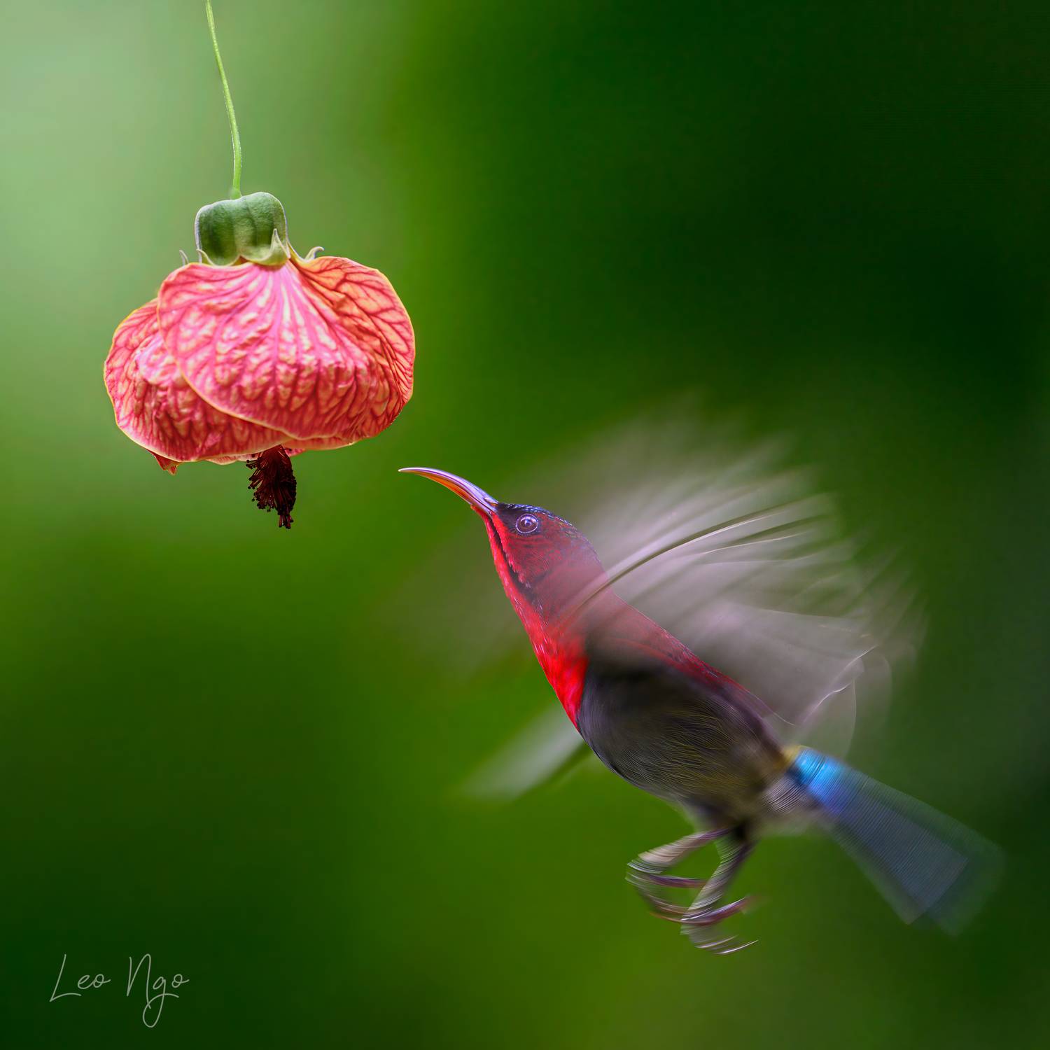 , Ngo Hoang Nguyen - Leo Ngo