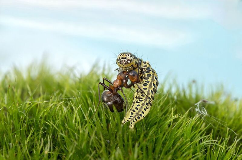 Битва фото превью